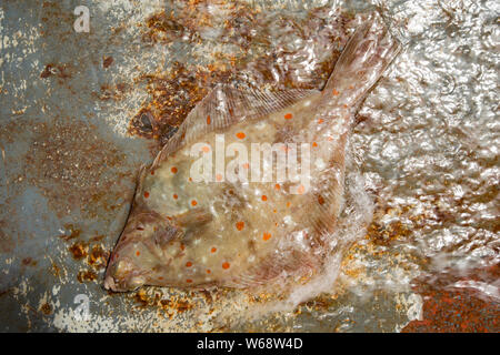 A plaice, Pleuronectes platessa, on the deck of a fishing boat in the English Channel. Plaice are one of many flatfish that use camouflage to disgiuse Stock Photo