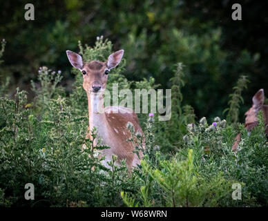 Fallow deer in a woodland close up, near Plymouth Devon uk Stock Photo