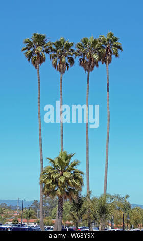 Four tall palm trees in a row. Stock Photo