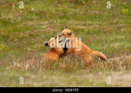 Red fox, Cape St Mary's Ecological Reserve, Newfoundland and Labrador, Canada Stock Photo