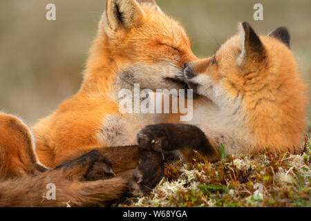 Red fox, Cape St Mary's Ecological Reserve, Newfoundland and Labrador, Canada Stock Photo