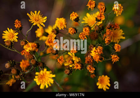 dying, dried and vibrant yellow flowers in a bundle out in the Roback forest Stock Photo