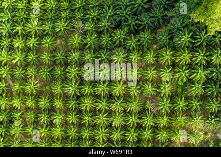 Top down aerial view of deforestation removing rainforest for palm oil plantations Stock Photo