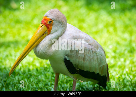 Yellow billed stork, Mycteria ibis Adult Bird stands on a green grass Stock Photo