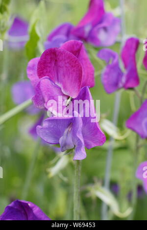 Lathyrus odoratus 'Captain of the Blues' - a higly scented heirloom sweet pea flowering in a cottage garden in summer. UK