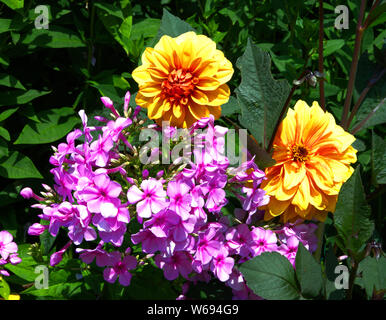 pink and orange flowers in bloom Stock Photo