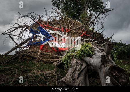 Fallen tree from Hurricane Maria in San Juan with the Puerto Rican flag painted onto the roots Stock Photo