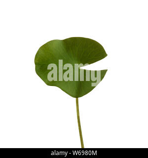 Green leaf lotus isolated on white background Stock Photo