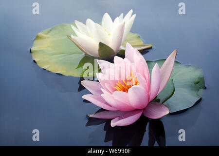 Pink and white lotus blossoms or water lily flowers blooming on pond Stock Photo