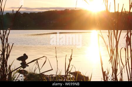 A duck sits on rock as sun goes down over lake Stock Photo