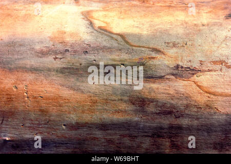 Close-up of surface of log without bark. Texture of an dead tree trunk. Stock Photo