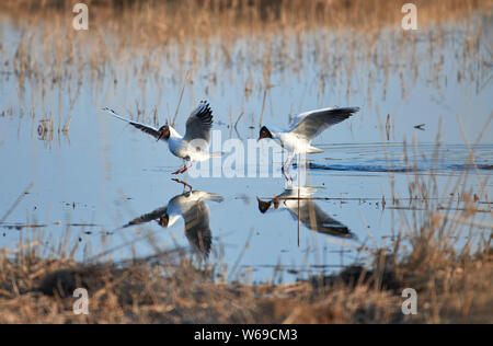 Two cheerful black headed gulls performing mating rituals Stock Photo
