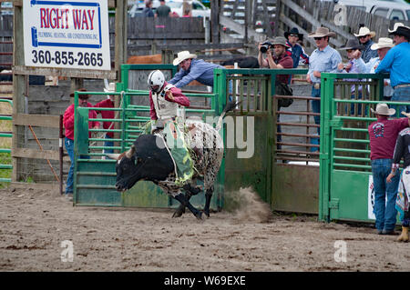 SEDRO WOOLLEY, WA/USA - JULY 4, 2019: This cowboy participates in a bull riding event at the annual 4th of July rodeo in Sedro Woolley, Wa. Stock Photo