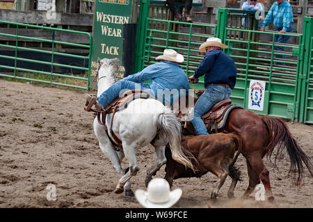 These two cowboys in steer wrestling event at the annual 4th of July rodeo in Sedro Woolley, Wa Stock Photo