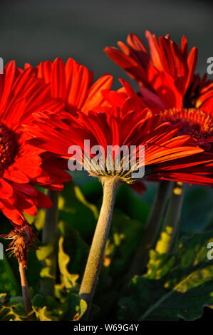 Red Gerbera Daisy Morning Light.  As dawn hits the background is still dark and the red petals of this gerbera daisy comes alive with focus on the und Stock Photo