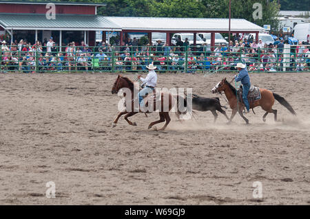 These cowboys compete at bulldogging event at the annual 4th of July Loggerrodeo in Sedro Woolley, Wa. one of the longest running rodeos in Washington. Stock Photo