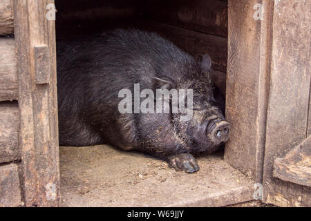 Big Black Pig sleeping in sty at farm. Stock Photo