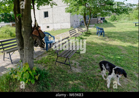 Dog in Falconry Harz,Güntersberge,Saxony Anhalt,Germany. Stock Photo