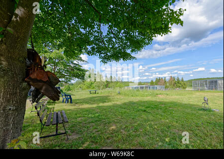 Falconry in Harz,Güntersberge,Saxony Anhalt,Germany. Stock Photo