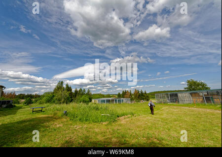 Falconry in Harz,Güntersberge,Saxony Anhalt,Germany. Stock Photo