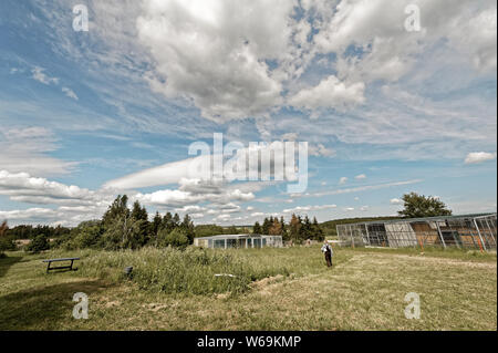 Falconry in Harz,Güntersberge,Saxony Anhalt,Germany. Stock Photo