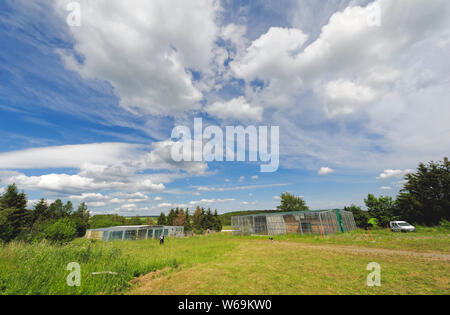 Falconry in Harz,Güntersberge,Saxony Anhalt,Germany. Stock Photo