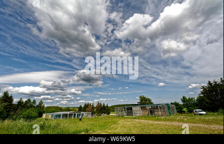 Falconry in Harz,Güntersberge,Saxony Anhalt,Germany. Stock Photo