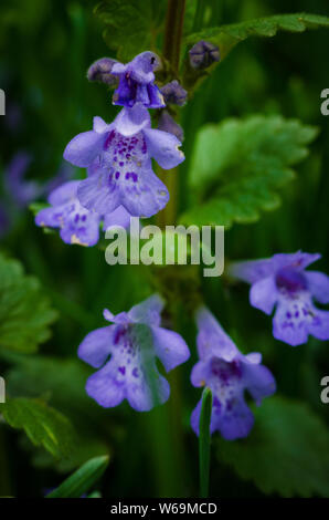 Gill-Over-The-Ground (Ground Ivy) against a natural green background with shallow depth-of-field. Stock Photo