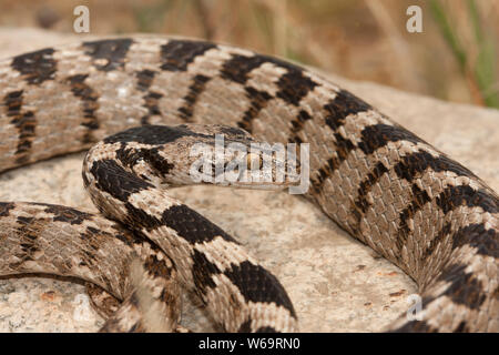 European Cat Snake - Telescopus fallax Stock Photo