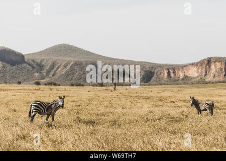 Two zebras in savanna on safari in Kenya national park. Harmony in nature.