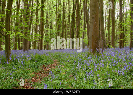 SOUTH WALES ANIMALS ANDF LANDSCAPES Stock Photo