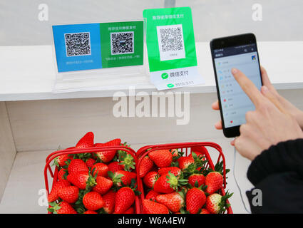 --FILE--A customer uses her smartphone to scan the QR code of WeChat Payment of the messaging app Weixin, or WeChat, of Tencent to pay for strawberrie Stock Photo