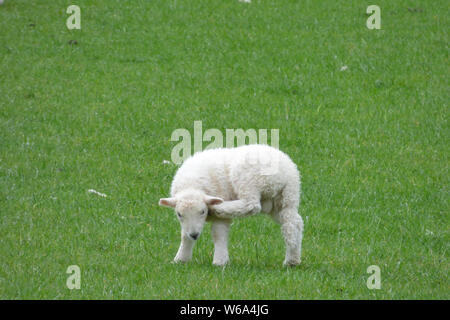 SOUTH WALES ANIMALS ANDF LANDSCAPES Stock Photo