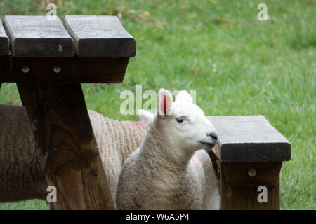 SOUTH WALES ANIMALS ANDF LANDSCAPES Stock Photo