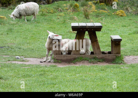 SOUTH WALES ANIMALS ANDF LANDSCAPES Stock Photo