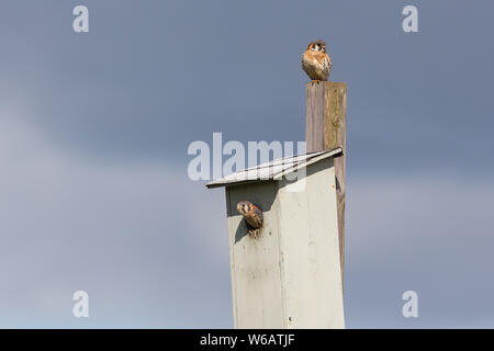 american kestrel chick and nest box  at Burnaby BC Canada Stock Photo