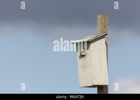 american kestrel chick and nest box  at Burnaby BC Canada Stock Photo