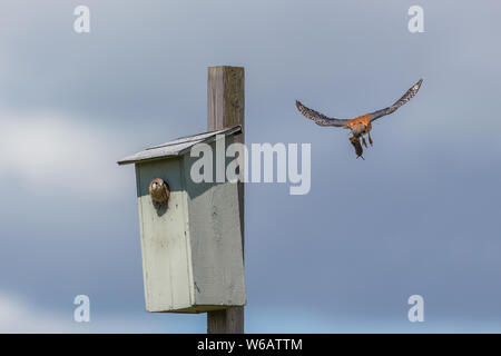 american kestrel chick and nest box  at Burnaby BC Canada, feed young bird. Stock Photo