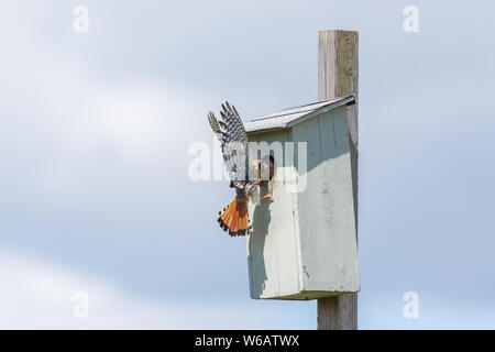 american kestrel chick and nest box  at Burnaby BC Canada, feed young bird. Stock Photo