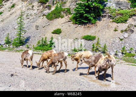 Bighorn sheep grazing by the side of the road in Banff National Park, Alberta, Canada. Stock Photo