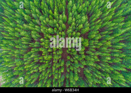 Top down aerial view of rows of pine tree tops Stock Photo