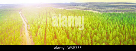Bright sunset over pine tree forest in Melbourne, Australia - aerial panorama Stock Photo