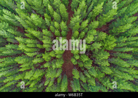 Looking down at pine tree tops - aerial view Stock Photo