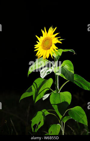 Three quarter view of a sunflower (lat: Helianthus annuus) in the sidelight on black background. Stock Photo