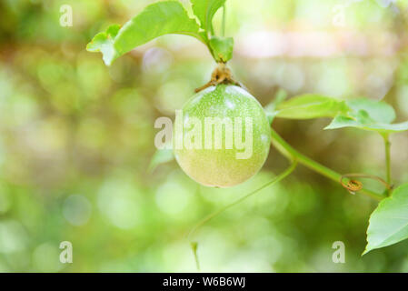 Green passion fruit hang on vine in the garden fruit in summer Stock Photo