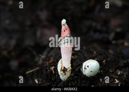 Mutinus ravenelii, known as the Red Stinkhorn, wild fungus from Finland Stock Photo