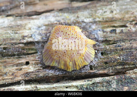 Symphytocarpus flaccidus, a tube slime mold from Finland, known also as  Comatricha flaccida Stock Photo