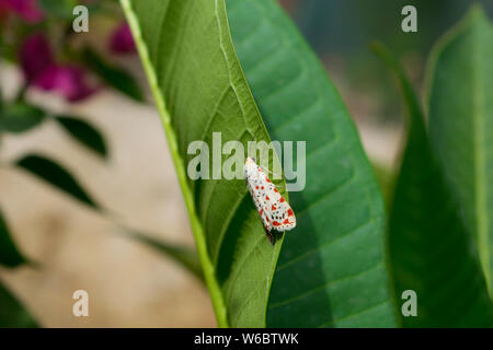 close up of a white moth with black and red spots sitting on a green leaf,blurred background. Stock Photo