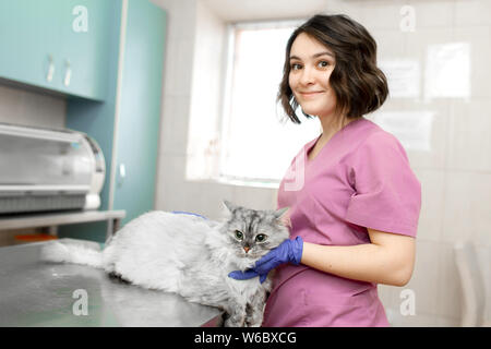 Frightened cat at the reception of a cute girl doctor at the veterinarian in the veterinary clinic. Stock Photo