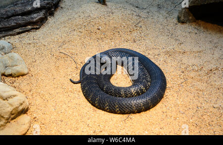 A Black Tiger Snake (Aspidites ramsayi) native of Tasmania, TAS, Australia Stock Photo